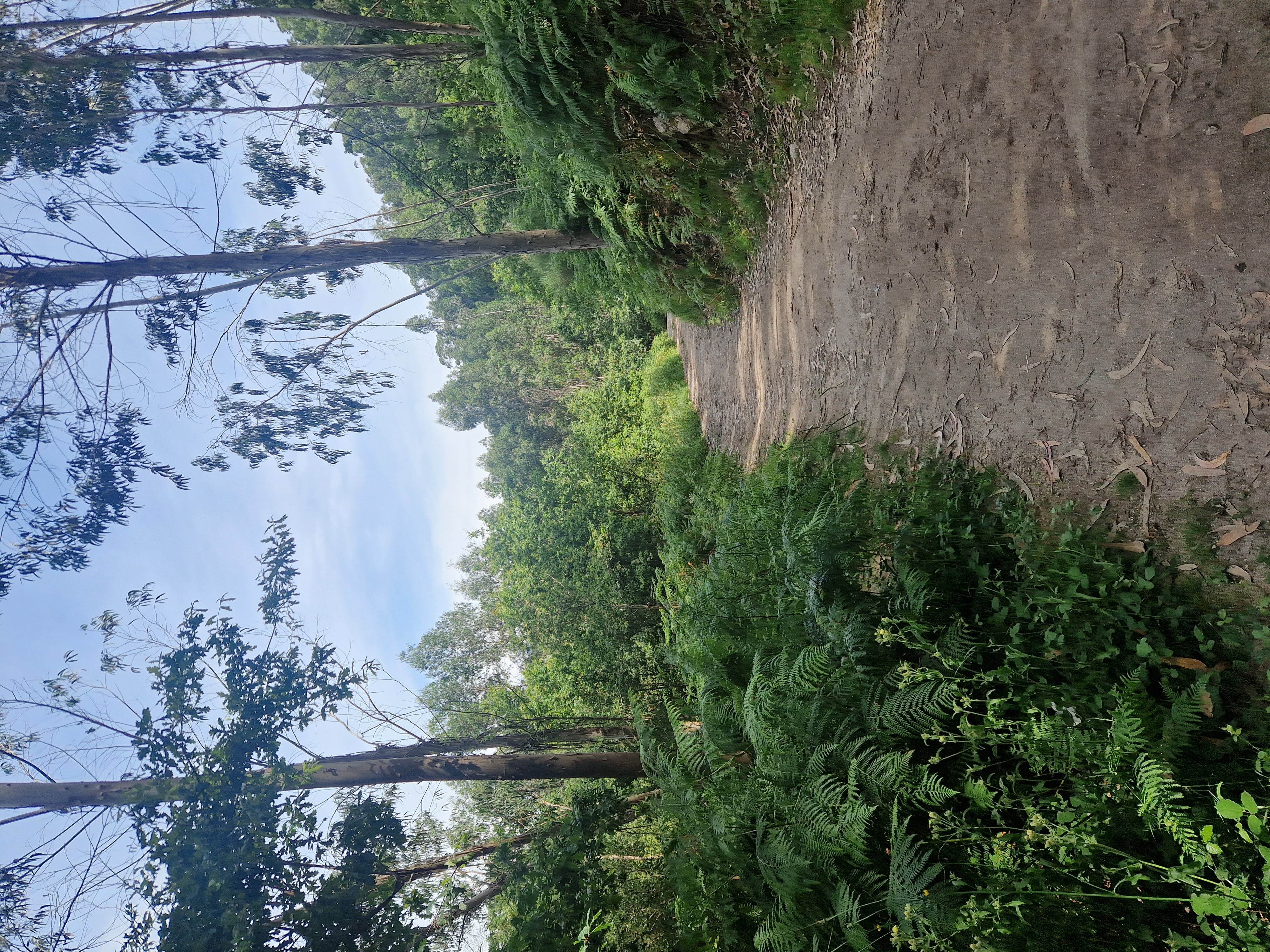 A trodden path through a green woods with trees either side